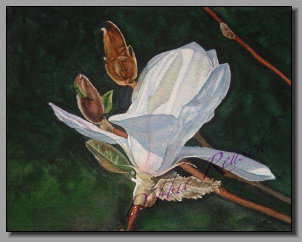 Magnolia Meryl